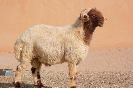 اليك كل ما تريد معرفته عن خروف النعيمي أصله، مميزاته، حجمه و المزيد خروف النعيمي